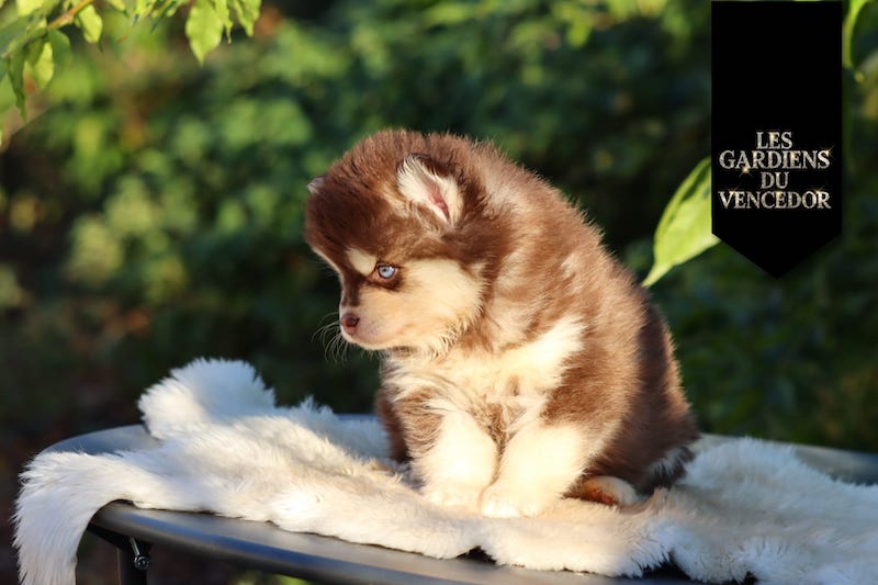 asteria des gardiens du vencedor2