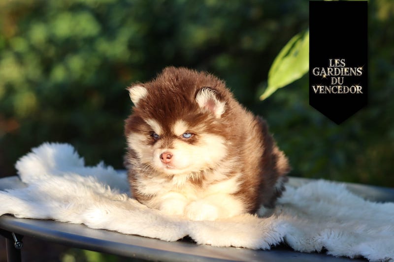 asteria des gardiens du vencedor3