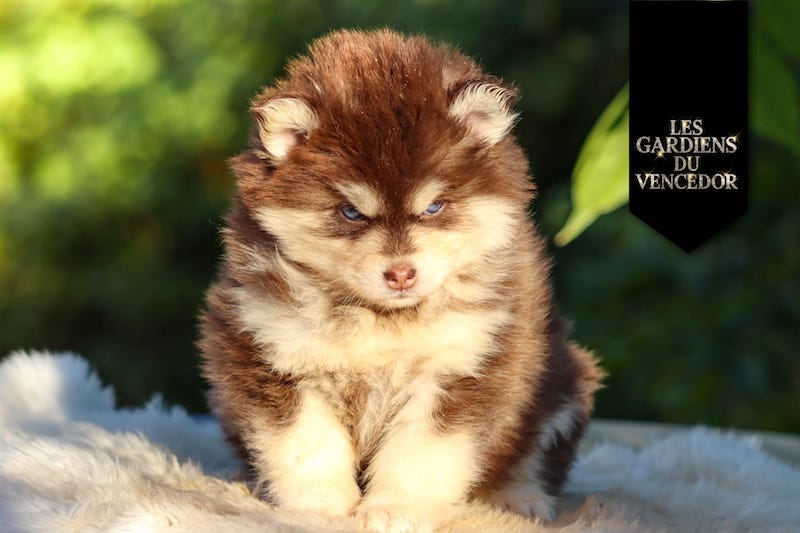 asteria des gardiens du vencedor4