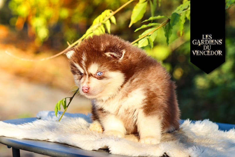 aston des gardiens du vencedor1