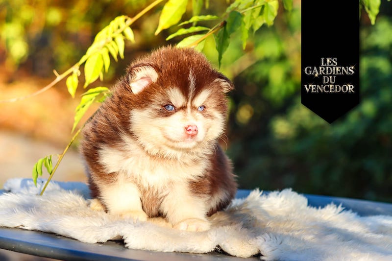 aston des gardiens du vencedor2