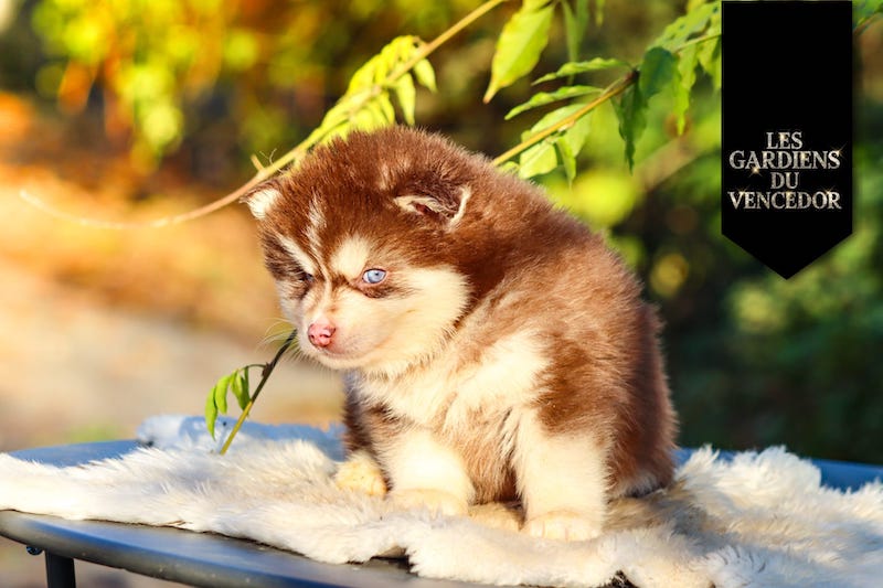 aston des gardiens du vencedor3