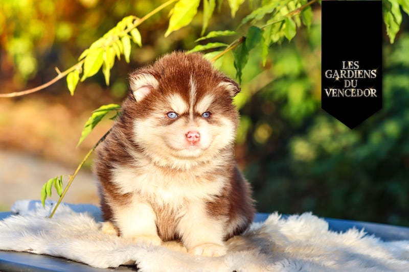 aston des gardiens du vencedor4