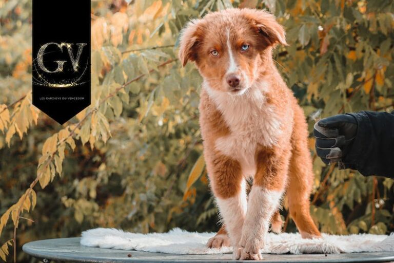 azzaro des gardiens du vencedor2