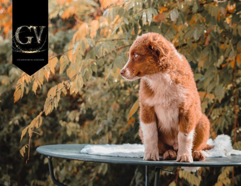 azzaro des gardiens du vencedor3