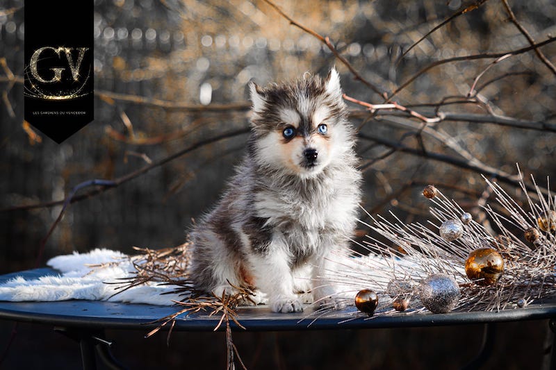 Aby des gardiens du vencedor4