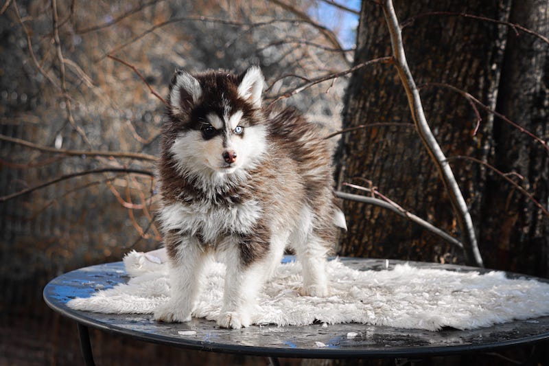 Aïko des gardiens du vencedor1