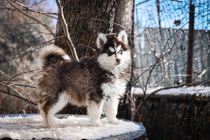 Aïko des gardiens du vencedor3