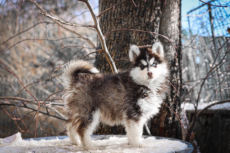Aïko des gardiens du vencedor4