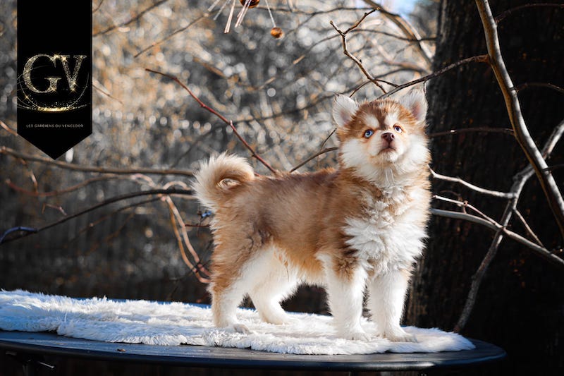 Ajaccio des gardiens du vencedor2