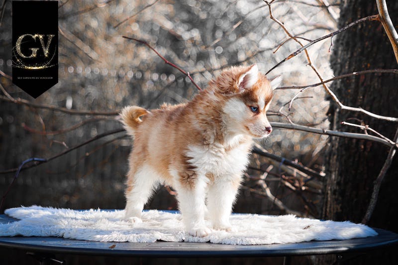 Ajaccio des gardiens du vencedor3