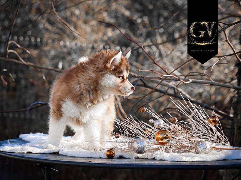 Ajaccio des gardiens du vencedor4