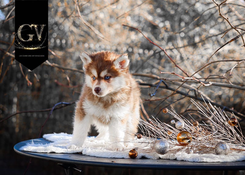Ajaccio des gardiens du vencedor5