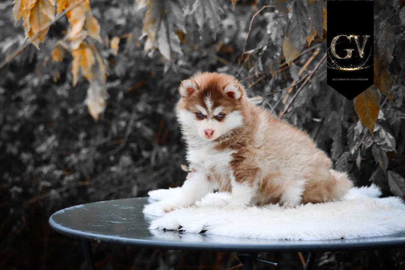 Akka des gardiens du vencedor2