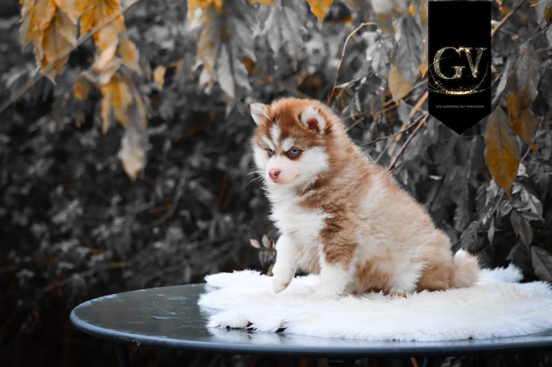 Akka des gardiens du vencedor3