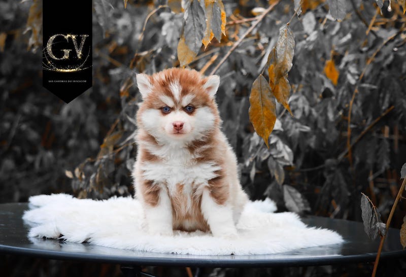 Akka des gardiens du vencedor4