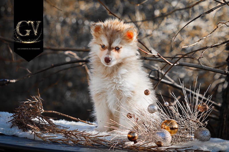 Alba des gardiens du vencedor1