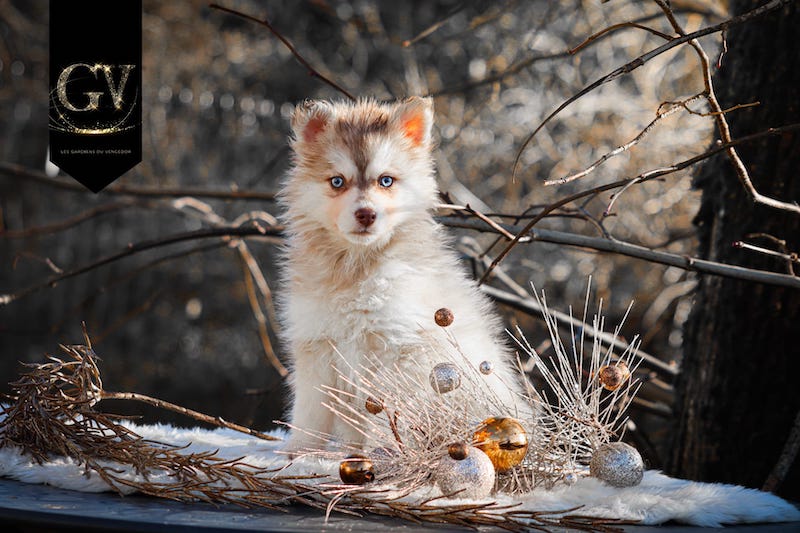 Alba des gardiens du vencedor2