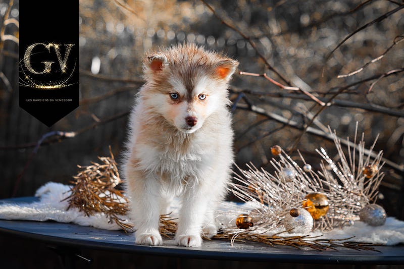 Alba des gardiens du vencedor3