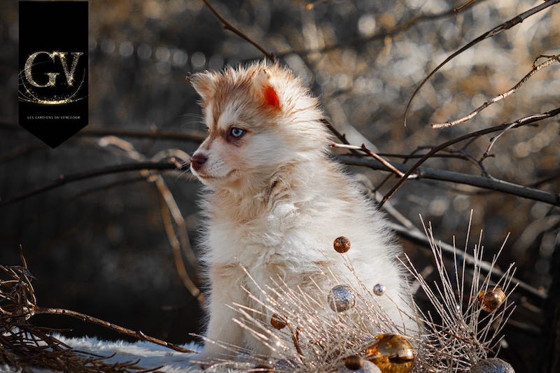 Alba des gardiens du vencedor4