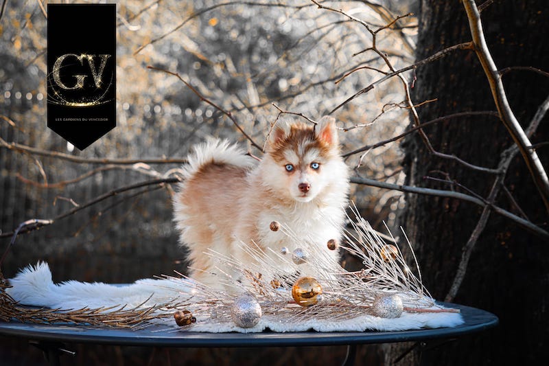 Alesia des gardiens du vencedor2