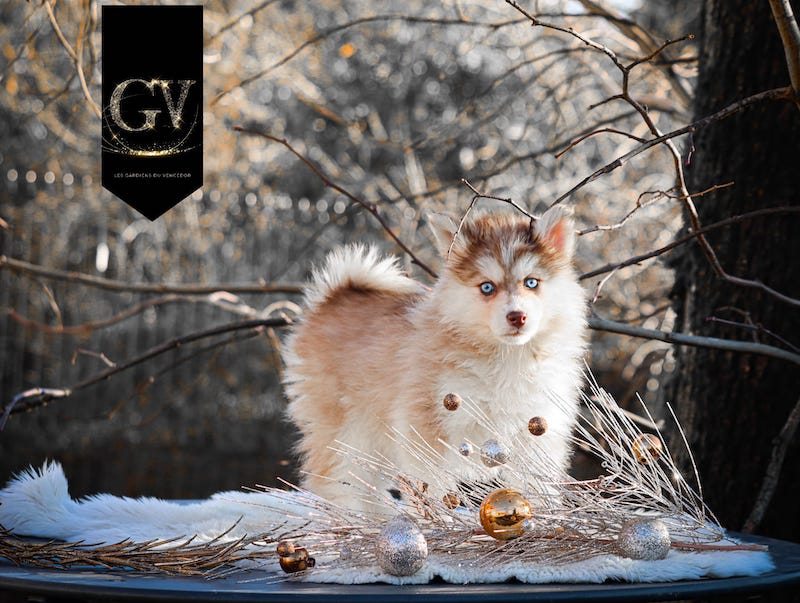 Alesia des gardiens du vencedor4