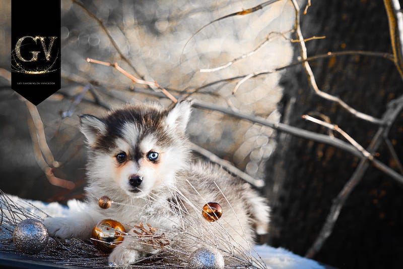 Alias des gardiens du vencedor2