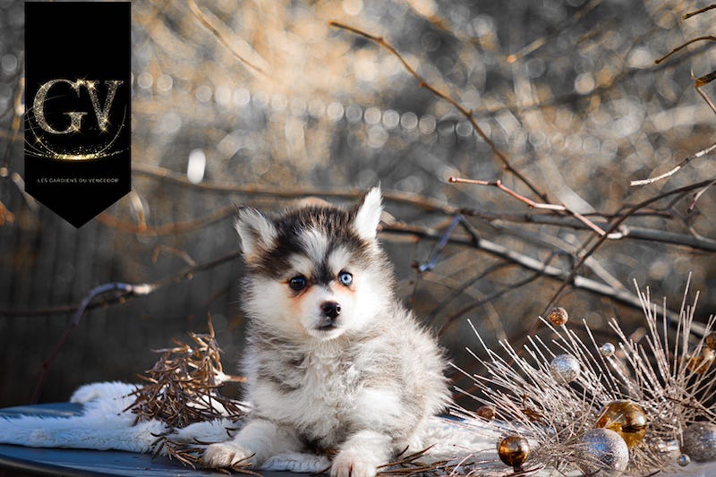 Alias des gardiens du vencedor3