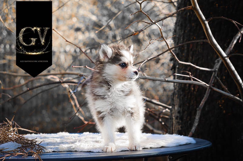 Alias des gardiens du vencedor5