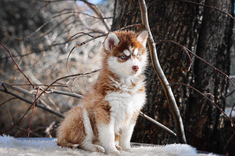 Alizée des gardiens du vencedor1