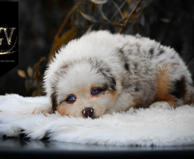 Alizée des gardiens du vencedor1