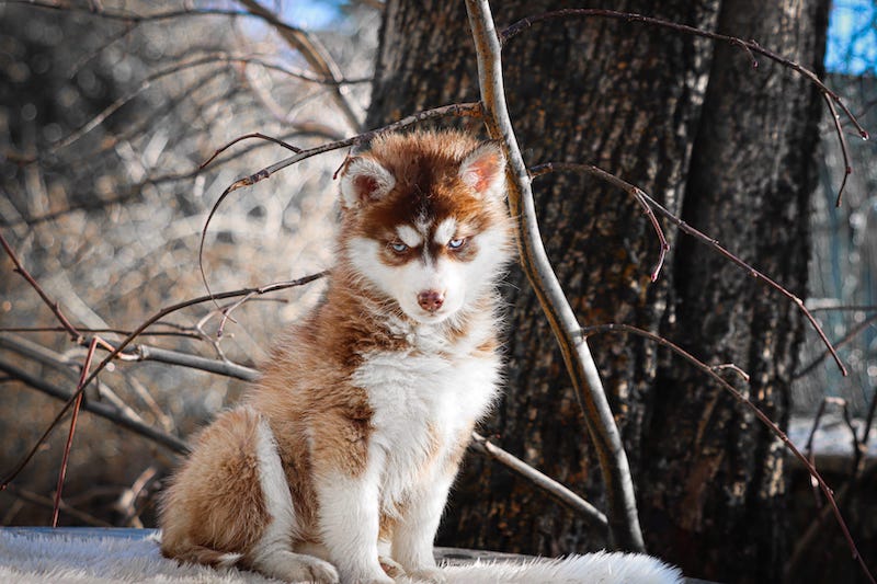 Alizée des gardiens du vencedor2