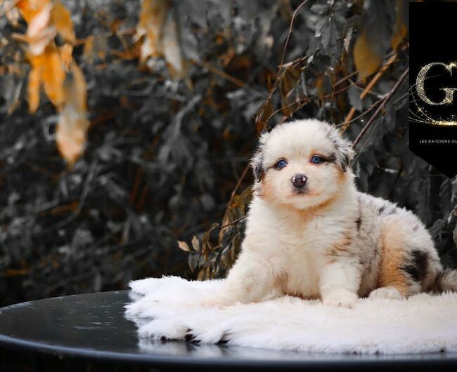 Alizée des gardiens du vencedor2