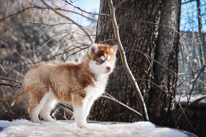 Alizée des gardiens du vencedor3