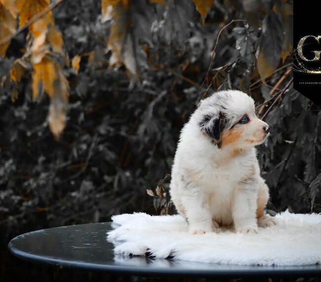 Alizée des gardiens du vencedor3