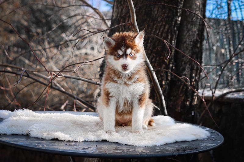 Alizée des gardiens du vencedor4