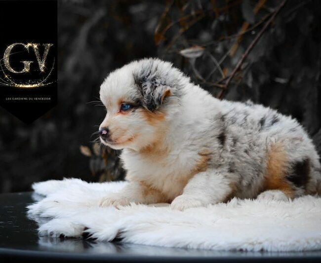 Alizée des gardiens du vencedor4