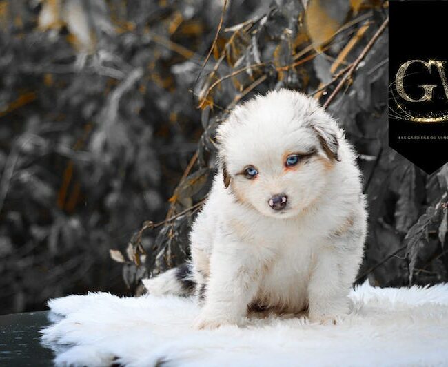 Alizée des gardiens du vencedor5