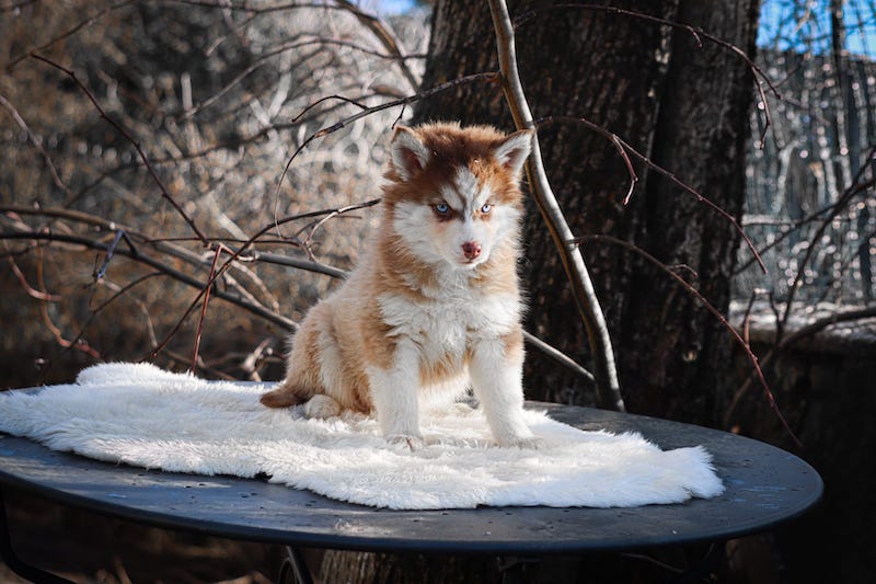 Aloha des gardiens du vencedor1