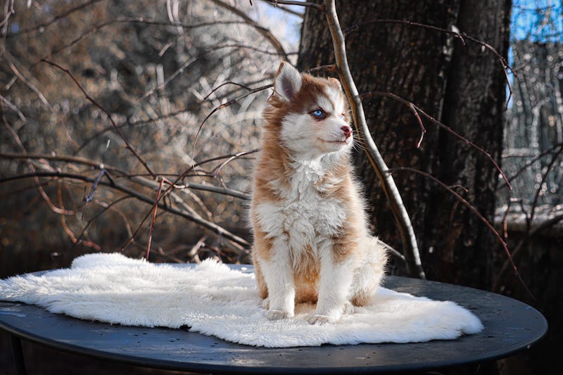 Aloha des gardiens du vencedor2