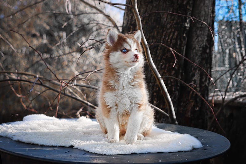 Aloha des gardiens du vencedor3