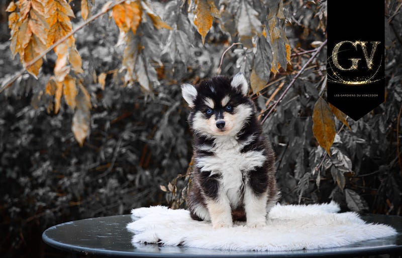 Altao des gardiens du vencedor1