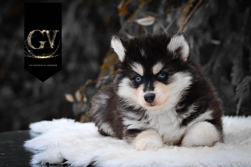 Altao des gardiens du vencedor2