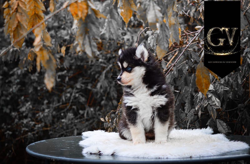 Altao des gardiens du vencedor3