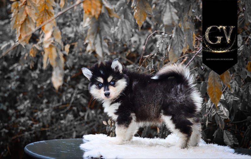 Altao des gardiens du vencedor4