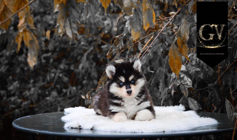 Altao des gardiens du vencedor5