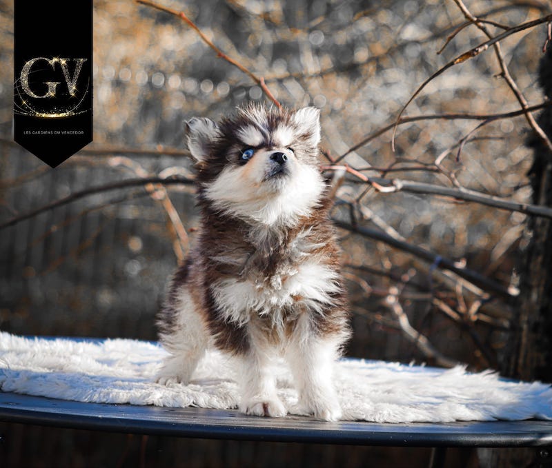 Amor des gardiens du vencedor1