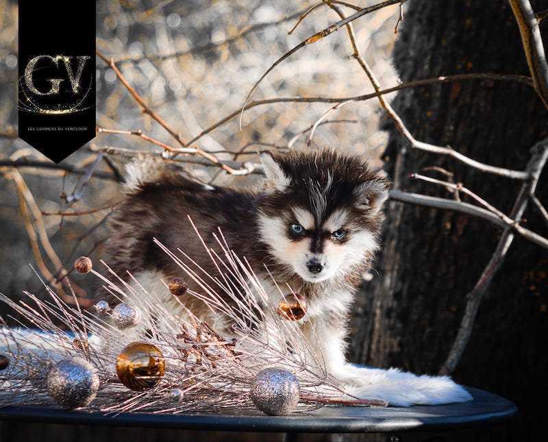 Amor des gardiens du vencedor2