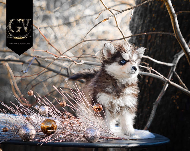 Amor des gardiens du vencedor3