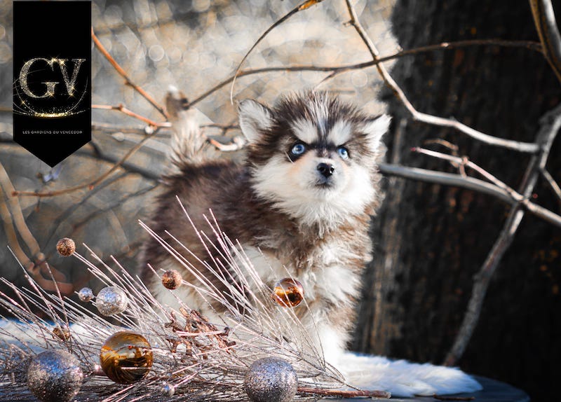 Amor des gardiens du vencedor5
